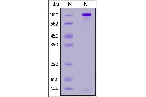 PTPRD Protein (AA 21-1265) (His tag)