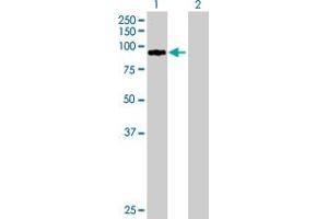 Western Blot analysis of ZNF274 expression in transfected 293T cell line by ZNF274 MaxPab polyclonal antibody. (ZNF274 抗体  (AA 1-653))