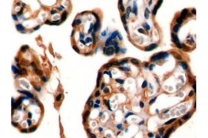 DAB staining on IHC-P; Samples: Mouse Placenta Tissue (DPP4 抗体  (AA 631-760))