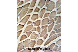 GBAS Antibody (Center) (ABIN652238 and ABIN2840994) IHC analysis in formalin fixed and paraffin embedded skeletal muscle followed by peroxidase conjugation of the secondary antibody and DAB staining. (GBAS 抗体  (AA 130-159))