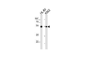 Western blot analysis in HL-60,K562 cell line lysates (35ug/lane). (MEF2C 抗体  (AA 365-394))