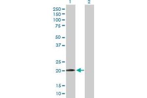 Western Blot analysis of WWOX expression in transfected 293T cell line by WWOX MaxPab polyclonal antibody.