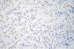 Immunohistochemistry was performed on paraffin-embedded mouse kidney using USP39 antibody (ABIN7800735), 1:200). (Recombinant USP39 抗体)