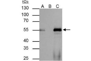 IP Image FOXA1 antibody immunoprecipitates FOXA1 protein in IP experiments. (FOXA1 抗体  (C-Term))