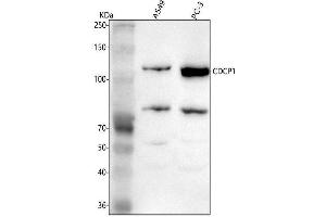 Western blot analysis of CDCP1 using anti-CDCP1 antibody (ABIN7602404).