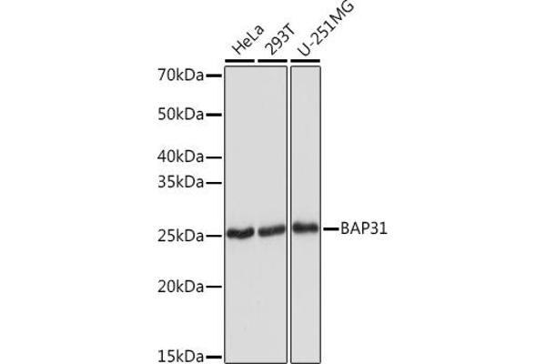 BCAP31 抗体