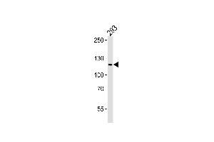 Western Blotting (WB) image for anti-PAX Interacting (With Transcription-Activation Domain) Protein 1 (PAXIP1) (AA 2-35), (N-Term) antibody (ABIN6243937)