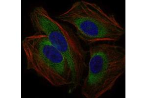 Immunocytochemistry (ICC) image for anti-CD59 (CD59) (AA 31-111) antibody (ABIN1845905) (CD59 抗体  (AA 31-111))