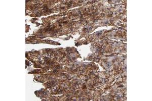Immunohistochemical staining of human adrenal gland with PLSCR4 polyclonal antibody  shows strong cytoplasmic and membranous positivity in cortical cells at 1:20-1:50 dilution. (PLSCR4 抗体)