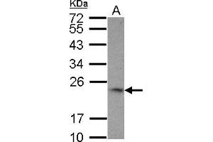Image no. 1 for anti-Tumor Necrosis Factor (Ligand) Superfamily, Member 9 (TNFSF9) (AA 49-254) antibody (ABIN1501457)