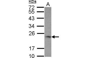 Image no. 1 for anti-Tumor Necrosis Factor (Ligand) Superfamily, Member 9 (TNFSF9) (AA 49-254) antibody (ABIN1501457) (TNFSF9 抗体  (AA 49-254))