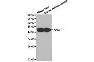 Western Blotting (WB) image for anti-Nicotinamide phosphoribosyltransferase (NAMPT) antibody (ABIN1873817) (NAMPT 抗体)