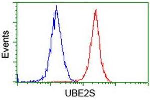 Image no. 4 for anti-Ubiquitin-Conjugating Enzyme E2S (UBE2S) antibody (ABIN1501644) (UBE2S 抗体)