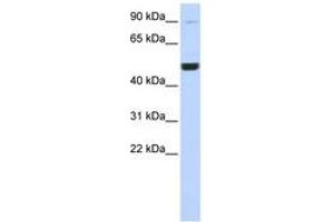 Image no. 1 for anti-Kinesin Heavy Chain Member 2A (KIF2A) (C-Term) antibody (ABIN6742414) (KIF2A 抗体  (C-Term))
