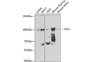 Western blot analysis of extracts of various cell lines, using TGS1 antibody (ABIN6132398, ABIN6149101, ABIN6149102 and ABIN6223823) at 1:1000 dilution. (TGS1 抗体  (AA 714-853))
