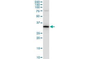 PPIE polyclonal antibody (A01), Lot # 060524JCS1. (PPIE 抗体  (AA 2-100))