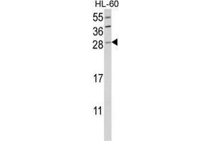 Western blot analysis of GZMB Antibody (C-term) in HL-60 cell line lysates (35 µg/lane). (GZMB 抗体  (C-Term))