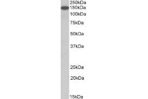 ABIN1781839 (1µg/ml) staining of Human Cerebellum lysate (35µg protein in RIPA buffer). (Contactin 1 抗体  (AA 585-870))