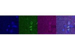 Immunohistochemistry (IHC) image for anti-Purkinje Cell Protein 4 (PCP4) antibody (ABIN7456002) (PCP4 抗体)