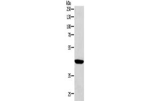 Western Blotting (WB) image for anti-SRY (Sex Determining Region Y)-Box 7 (SOX7) antibody (ABIN2422179) (SOX7 抗体)