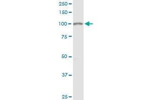 GART MaxPab polyclonal antibody. (GART 抗体  (AA 1-433))