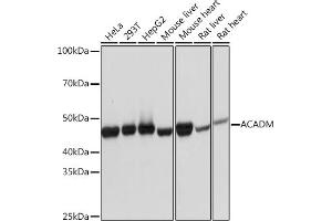 Western blot analysis of extracts of various cell lines, using ACADM Rabbit mAb (ABIN1678538, ABIN3019056, ABIN3019057 and ABIN7101707) at 1:1000 dilution. (Medium-Chain Specific Acyl-CoA Dehydrogenase, Mitochondrial 抗体)