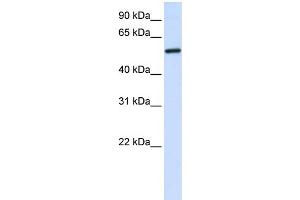WB Suggested Anti-ALAS2 Antibody Titration:  0. (ALAS2 抗体  (C-Term))