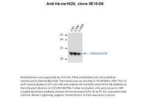 Image no. 1 for anti-Histone H4 (meLys20) antibody (ABIN1042605) (Histone H4 抗体  (meLys20))