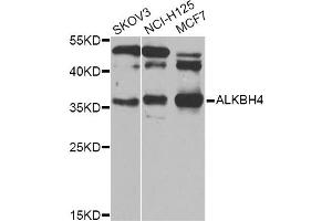 Western blot analysis of extracts of various cell lines, using ALKBH4 Antibody (ABIN5974944) at 1/1000 dilution. (ALKBH4 抗体)