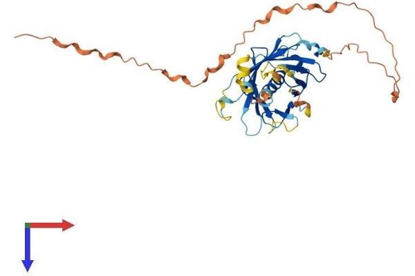 PLSCR4 Protein (AA 1-329) (His tag)