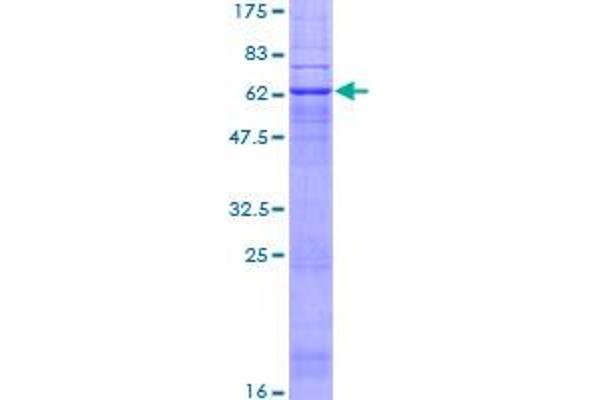 PTGER2 Protein (AA 1-358) (GST tag)