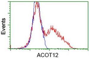 HEK293T cells transfected with either RC210445 overexpress plasmid (Red) or empty vector control plasmid (Blue) were immunostained by anti-ACOT12 antibody (ABIN2454263), and then analyzed by flow cytometry. (ACOT12 抗体)