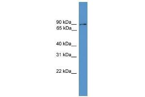 Clcn5 antibody used at 1. (Chloride Channel 5 抗体  (Middle Region))