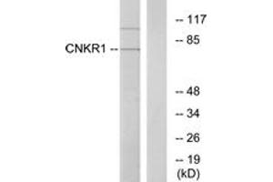 Western blot analysis of extracts from COLO205 cells, using CNKR1 Antibody. (CNKSR1 抗体  (AA 491-540))