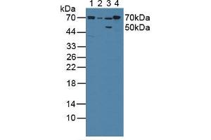 Western blot analysis of (1) Porcine Liver Tissue, (2) Porcine Large Intestine Tissue, (3) Rat Stomach Tissue and (4) Rat Liver Tissue. (POR 抗体  (AA 77-518))