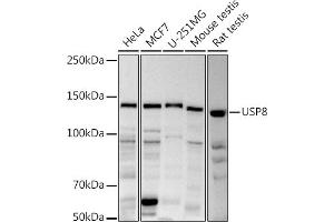 Western blot analysis of extracts of various cell lines, using (ABIN6132776, ABIN6150035, ABIN6150036 and ABIN6222811) at 1:1000 dilution. (USP8 抗体  (AA 1-270))