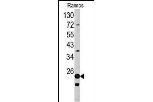 Western blot analysis of RPS9 antibody (C-term) (ABIN390552 and ABIN2840887) in Ramos cell line lysates (35 μg/lane). (RPS9 抗体  (C-Term))