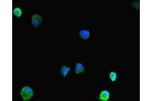 Immunofluorescent analysis of HepG2 cells using ABIN7155348 at dilution of 1:100 and Alexa Fluor 488-congugated AffiniPure Goat Anti-Rabbit IgG(H+L) (HIST1H1C 抗体  (AA 2-213))