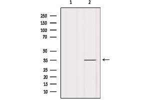 Western blot analysis of extracts from Mouse spleen, using OR1A2 Antibody. (OR1A2 抗体)