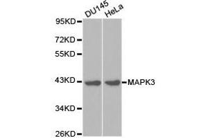 Western Blotting (WB) image for anti-Mitogen-Activated Protein Kinase 3 (MAPK3) antibody (ABIN1873627) (ERK1 抗体)