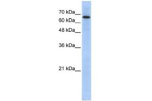 ARHGAP28 antibody used at 1 ug/ml to detect target protein. (ARHGAP28 抗体  (N-Term))