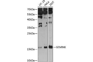 Western blot analysis of extracts of various cell lines, using GEMIN6 antibody (ABIN6132028, ABIN6141054, ABIN6141055 and ABIN6215987) at 1:3000 dilution. (GEMIN6 抗体  (AA 1-167))
