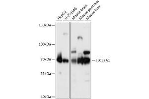 Western blot analysis of extracts of various cell lines, using SLC32 antibody (2610) at 1:1000 dilution. (SLC32A1 抗体  (AA 1-120))