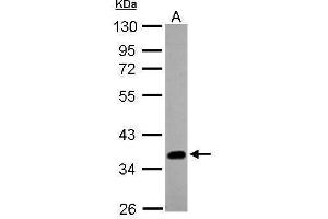 WB Image Sample (20 ug of whole cell lysate) A: A431 , 10% SDS PAGE antibody diluted at 1:1000 (SOX2 抗体)