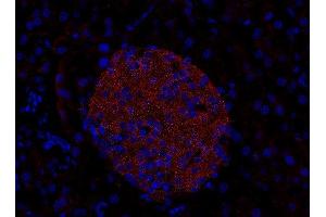 Indirect immunostaining of PFA-fixed paraffin embedded mouse pancreas section (dilution 1 : 200). (RAB3D 抗体  (AA 3-16))