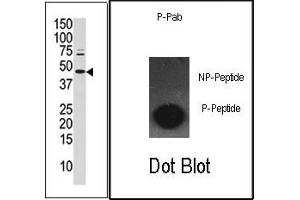 Image no. 1 for anti-Jun Proto-Oncogene (JUN) (pSer63) antibody (ABIN358111) (C-JUN 抗体  (pSer63))