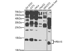 Western blot analysis of extracts of various cell lines, using PE antibody (ABIN6132375, ABIN6145424, ABIN6145425 and ABIN6225293) at 1:1000 dilution. (PEA15 抗体  (AA 1-130))
