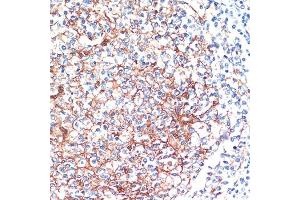 Immunohistochemistry (IHC) image for anti-14-3-3 alpha + beta (YWHAB) (AA 1-246) antibody (ABIN3021285)