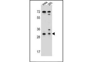Western blot analysis of Ephrin-B2  Antibody in Hela,293 cell line lysates (35ug/lane). (Ephrin B2 抗体  (Middle Region))