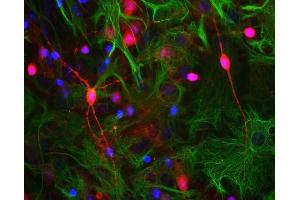 Neuron-glia cell culture stained with ABIN1842269 (red),’s monoclonal antibody to GFAP MCA-5C10 (green) and DNA (blue). (VSNL1 抗体)